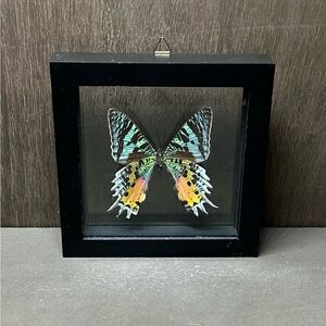 Framed Colorful Butterfly Display